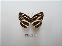 藏品(豆環蛺蝶)的圖片